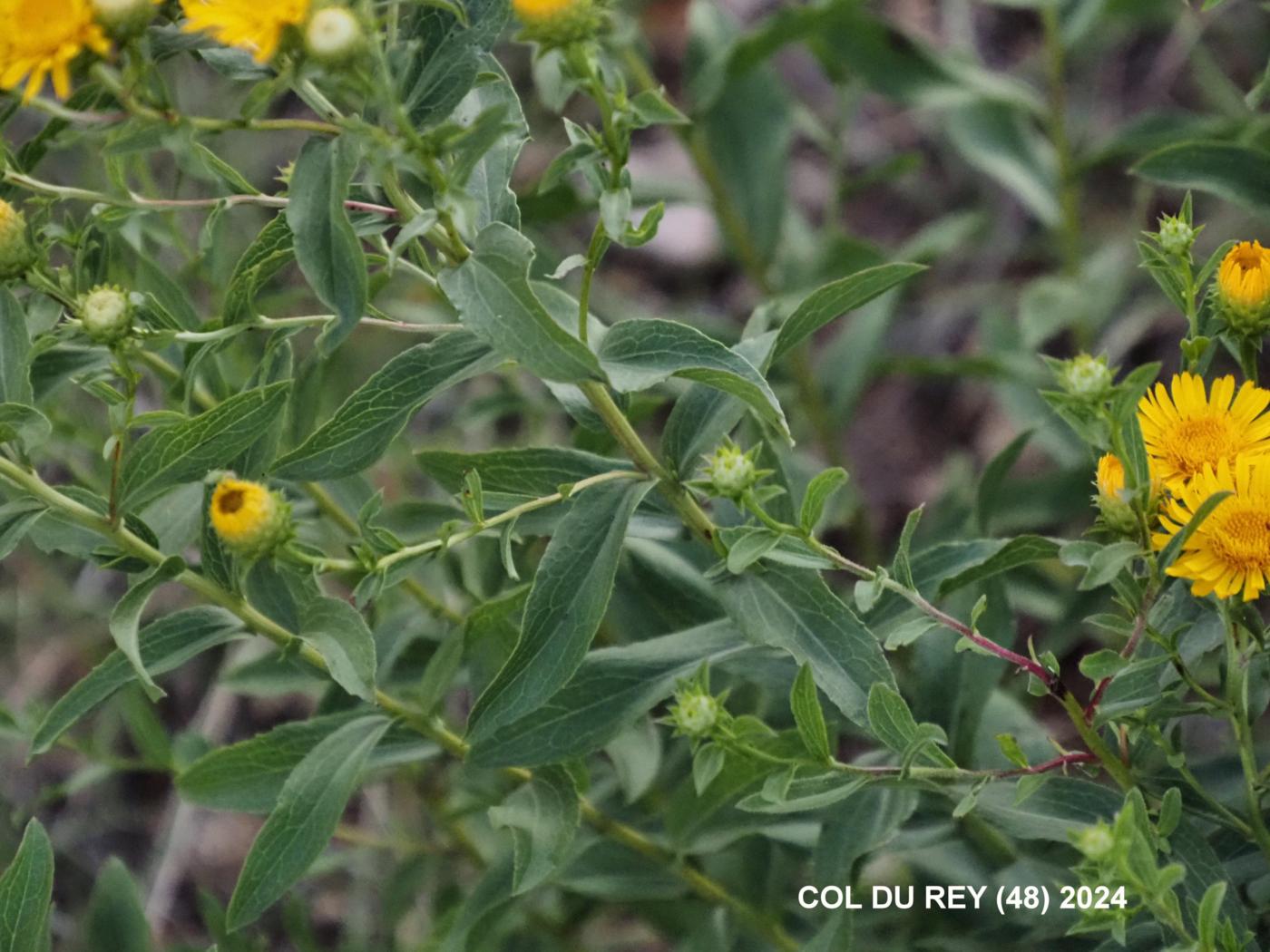 Fleabane, (Spirea-leaved) leaf